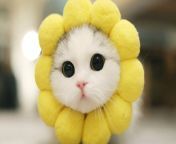 [50/50] A cute baby cat with flower costume :) [SFW] &#124; Poor baby cat getting run over by a car at night :( [NSFL] from cute baby pain sex