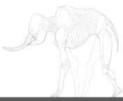 A drawing thats part of a new project, showcasing modern animals albeit tremendously shrinkwrapped and misconstructed, like prehistoric animals and dinosaurs in very early paleoart. This is an African Elephant. from african bigbot