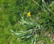 Daffodil from srabontee daffodil