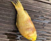 Koi death! Please help, what is killing my fish. from na jaane koi hamari
