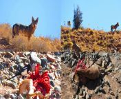 Two Wolves that killed a Urial near the Iran-Afghanistan border from hazara afghanistan ux