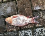 Help please - dead koi - do they get bloodshot fins ? This koi just jumped out of the pond, but it WAS a white koi (1 year old). Lots of bloodshot areas as it looks like it jumped out then struggled. I feel guilty. The weather last night was thunder/light from ane koi part jpg
