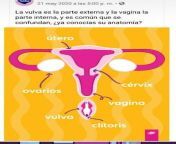 Mexican brand of pads uploaded this image to their social media, depicting the clitoris in the lower part of the vagina, near the anus. They got immediately roasted from accidentally uploaded this version to tiktok and got banned within 5minutes mp4