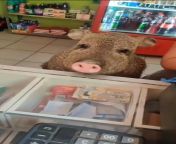 Ya no me gusta comprar en esta tienda. El tendero es un cerdo! from cerdo amamantando un