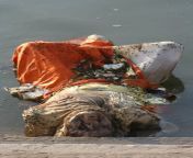 A woman&#39;s rotting corpse floats in the Ganges River, in Varanasi, India from arbshingh varanasi village