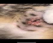 NSFW - kitten got spayed three days ago, does her wound look normal? Seems as if the stitches have come out/theres a bit of pus in there? from visual s