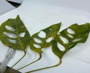Rare plants from Peru https://rareplant.one/ from yakuza peru