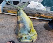 Big Mahi Mahi caught in Rarotonga from pakistani sex2angla naika mahi xxx video comংলাদেশ মেয