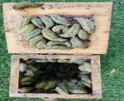 Found a few slugs in an old bird box. Are they leopard slugs? Keep or remove? from slugs