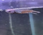 Advice. I got this poor girl to try and save her. Shes in a medicated hospital tank. Does anyone have any advice in trying to improve her odds? Shes not eating, and basically can not swim. from desi doctor pesent hospital sex xxx video com girl to