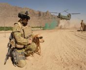 Afghanistan. Operation Slipper. Sapper Shaun Ward, Royal Australian Engineers (RAE), with his Explosive Detection Dog Ozzy ready to board a Chinook at the site of the patrol base north of Tarin Kowt. (662 x 452) from afghanistan pathan bacha baazi sextriptease porn