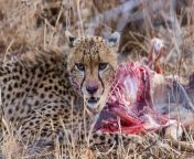 Cheetah with fresh kill in Kruger National Park, SA from kruger park