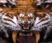 Tiger from slavena tiger