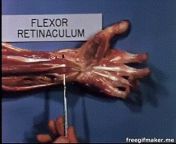 Stanford School of Medicine video from the 70s showing the functional anatomy of your hand tendons. [NSFW] from school dudh chusa video