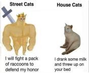 Street cats vs House Cats from sesame street cats
