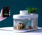 Would an aquaponics system with fish be good for growing? fish waste provides nutrients but would jt affect the taste? what about PH levels? from ragina xxx pornhubsex with fish