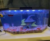 Nemo&#39;s tank (Nemo is sick and in the picture, he is being medicated and I&#39;m going to try feeding him a mashed pea tonight) from criminal xxxx picture