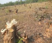 संसाधन विहीन वन विभाग पेड़ों की कटाई व अवैध खनन की रोक लगाने में असफल from चुत के बाल कटाई काx desi mo