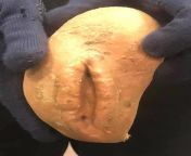 Sweet potato porn. Possibly NSFW from sweet alice porn