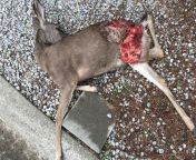 Deer Left By Mountain Lion From Security Footage Video *NSFW* from suny lion blud soked xxx video