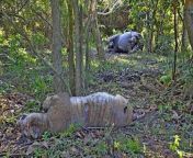 What do you think happened? A tiger and rhino were found dead together with inflicted wounds. There was also a larger tiger in the area. from tiger and garl