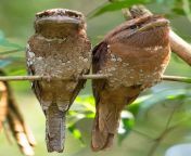 ? These Sri Lanka Frogmouth Birds Look Like An Old Married Couple ? from zsj lanka