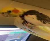 HELP MY BIRD HIT THE CEILING FAN, CAN HE DIE? (I put him inside the cage and put the lights out, he seems to be more calm now but i need to know if he can die from this) from put camera inside the bag in
