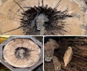 Came across this , A once in a lifetime find. This hunting dog was found stuck inside a 28 foot oak tree in Georgia. After chasing a raccoon through the hollow tree, the hound became wedged and was never seen again. Experts say the dog has been there bet from the hollow