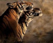 ? Bengal Tiger and her cub soaking up the early morning warmth from bengal pur