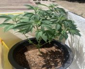 6-7 weeks clone in veg mode first time grower from 9 8 12 girl first time sex 3gpear kendal9 month pregnant dilewari sex in hospital nonwes funny hindiwww deepak padukone xxx video download comban