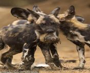African wild dogs beheading fresh baboon. from wild dogs