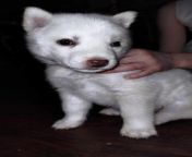 Ckc Siberian Husky pm me 6 weeks old from siberian m0use