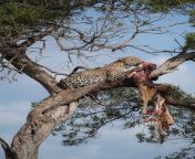 ? Leopard eating a gazelle on the top of a tree during a safari in Kenya, Africa. (Photo credit to Elcarito) from paoh xxxxx kenya sex photo com