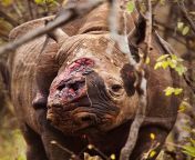 This Black Rhino lost its horns to poachers in Zimbabwe. He recovered after being left for dead with multiple AK47 wounds, having walked through the bush in pain and confusion for a week. (Photo by Ben Stirton) from ak47
