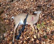 Marlin Dark Series 45-70 last year&#39;s deer hunt in Virginia from dark series