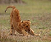 [50/50] A lion cub stretching (SFW) &#124; A nasty foot infection (NSFW/L) from a nasty deal