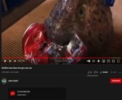 Youtube Moment. But in all seriousness why is this targeted for kids? its a decapped fish head that&#39;s still moving, this isn&#39;t exactly content that&#39;s made for kids from www kashmiri sex scandal com villaj bhabi sax youtube quirt iranian se