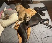 No space, but no broken hearts. They all wanted to sleep with mom and dad tonight. And mom might have had to move to the guest bedroom ?? from xxxx move feri daunlodn mom and sun incet sexw