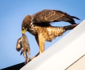 Spotted this on my neighbor&#39;s roof. Apparently a Steppe Buzzard, but I&#39;m not sure. Any ideas? Location: Western Cape, South Africa from western cape girls