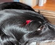 To the young lady whose black lab tore open my dogs head this afternoon on Pauls tomb trail from xxx bf open p2 dogs 1gi