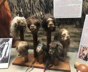 Frank Phillips, founder of Phillips Petroleum (now ConocoPhillips) had a passion for Native American Art, these Shrunken Heads are on display in his Museum, Woolaroc, in Osage County, Oklahoma: from hindi his pics song in