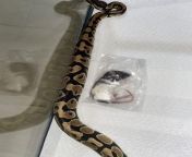 Is this the right size rat for this ball python or can it go with a rat weaned? I believe this is a female because I check the anus and there is no hemipenes, I forgot to ask the reptile shop for the gender and weight. from hemipenes