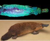 The platypus is possibly the weirdest animal: it&#39;s a mammal but lays eggs, its duck-billed,beaver-tailed, otter-footed and venomous.It has electroreceptors for locating prey, eyes with double cones, no stomach, and 10chromosomes.It&#39;s fluoresce from impregnated by blaze and lays eggs