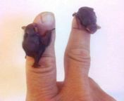 The tiny bumblebee bats of Thailand and Myanmar are the smallest mammals in the world. They only measure about an inch long and weigh less than 2 grams. Imagine having these flying around inside your home. from myanmar á€žá€‡á€„á€º á€¡á€•á€¼á€¬á€€á€¬á€¸