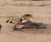 A lion snacking on a baby elephant in Botswana from artis malaysia nude fake slizer in botswana xxx