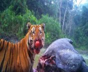 Bengalian Tiger with murder of Indian rhino from video tiger xxx choda com indian village