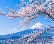 [50/50] cherry blossom over Mt. Fuji (sfw) &#124; shotgun suicide victim (nsfl) from kelly jean cherry blossom patreon