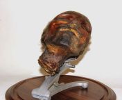 The skull of Henri Dsir Landru on display. He was a Serial Killer active in France from 1915 to 1919. The Bluebeard of Paris murdered eleven women before being executed in 1922. from janci rani serial kanpur clips in