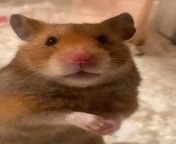 Hey!!! Im getting new everything for my hamster, bedding, toys, cage, etc! Can someone leave in the comments suggestions for bedding, toys, or something like that? Im getting a 40 gallon tank. Im so happy i can make my Hams life better!!! ??? from bedding