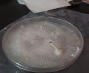My agar is happy to see me! from arthi agar